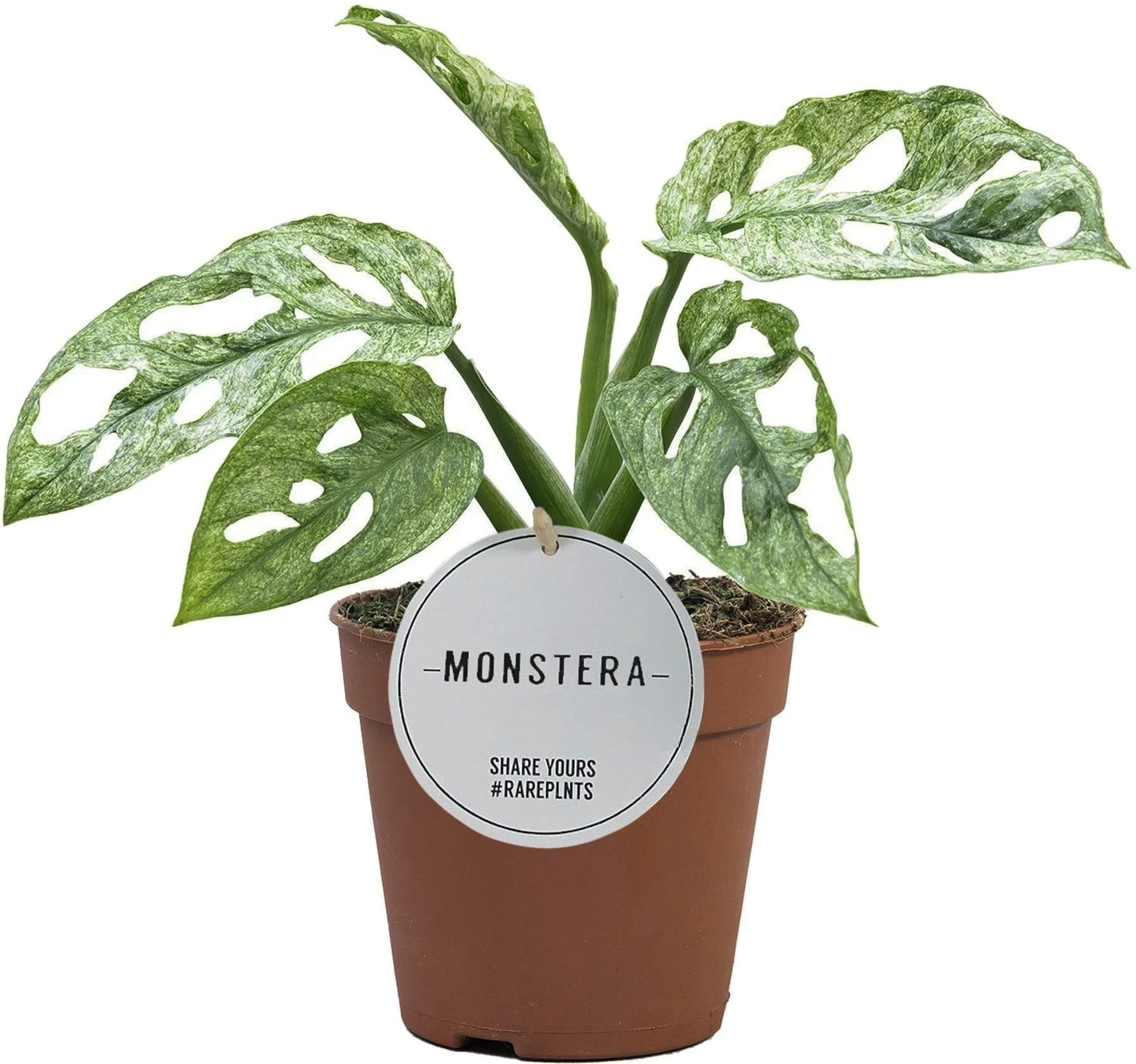 Gatenplant (Monstera Adansonii 'Mint') D 12 H 25 Cm 1 Gatenplant (Monstera Adansonii 'Mint') D 12 H 25 Cm