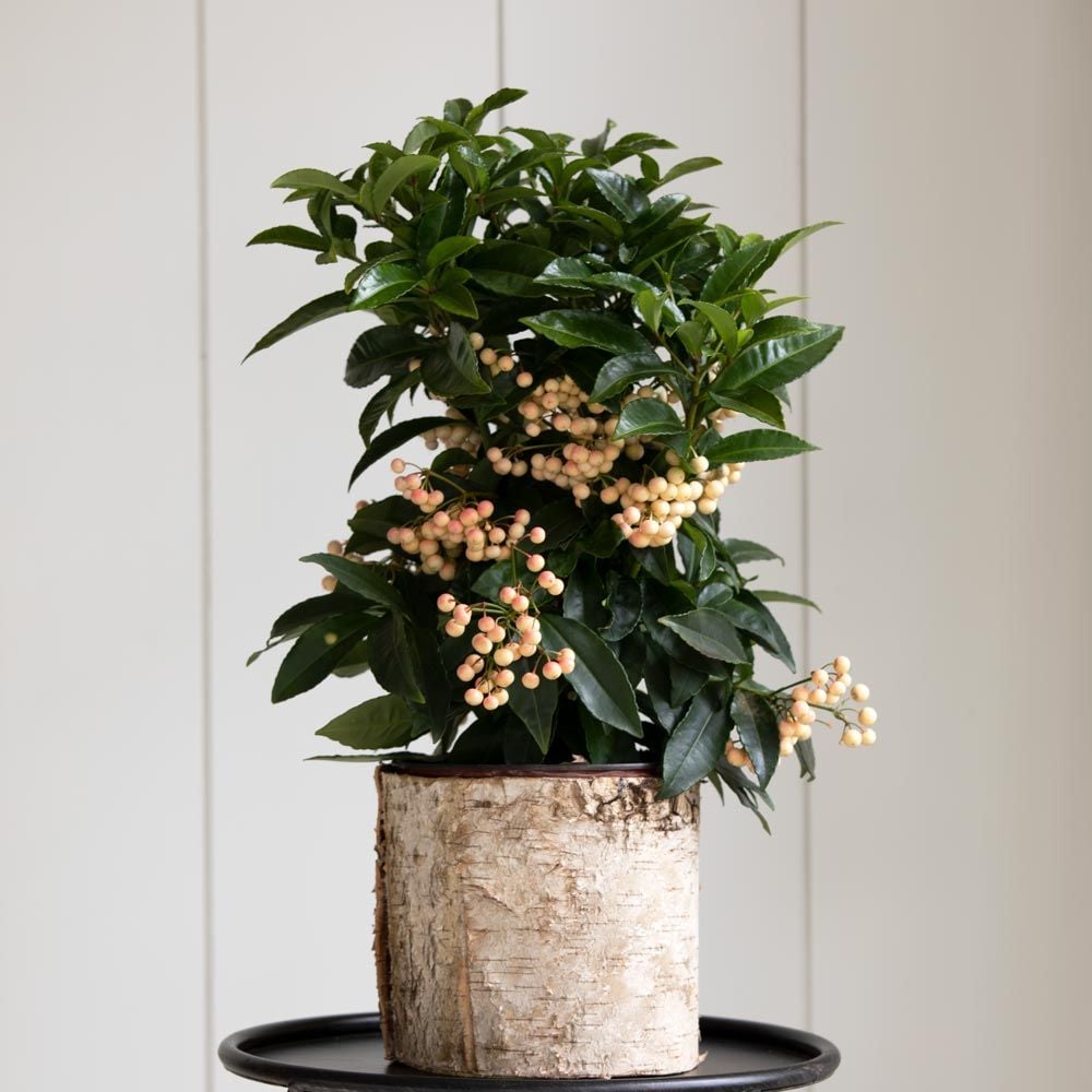 Boom Hart Verkoopwinkel -Boom Hart Verkoopwinkel 26850