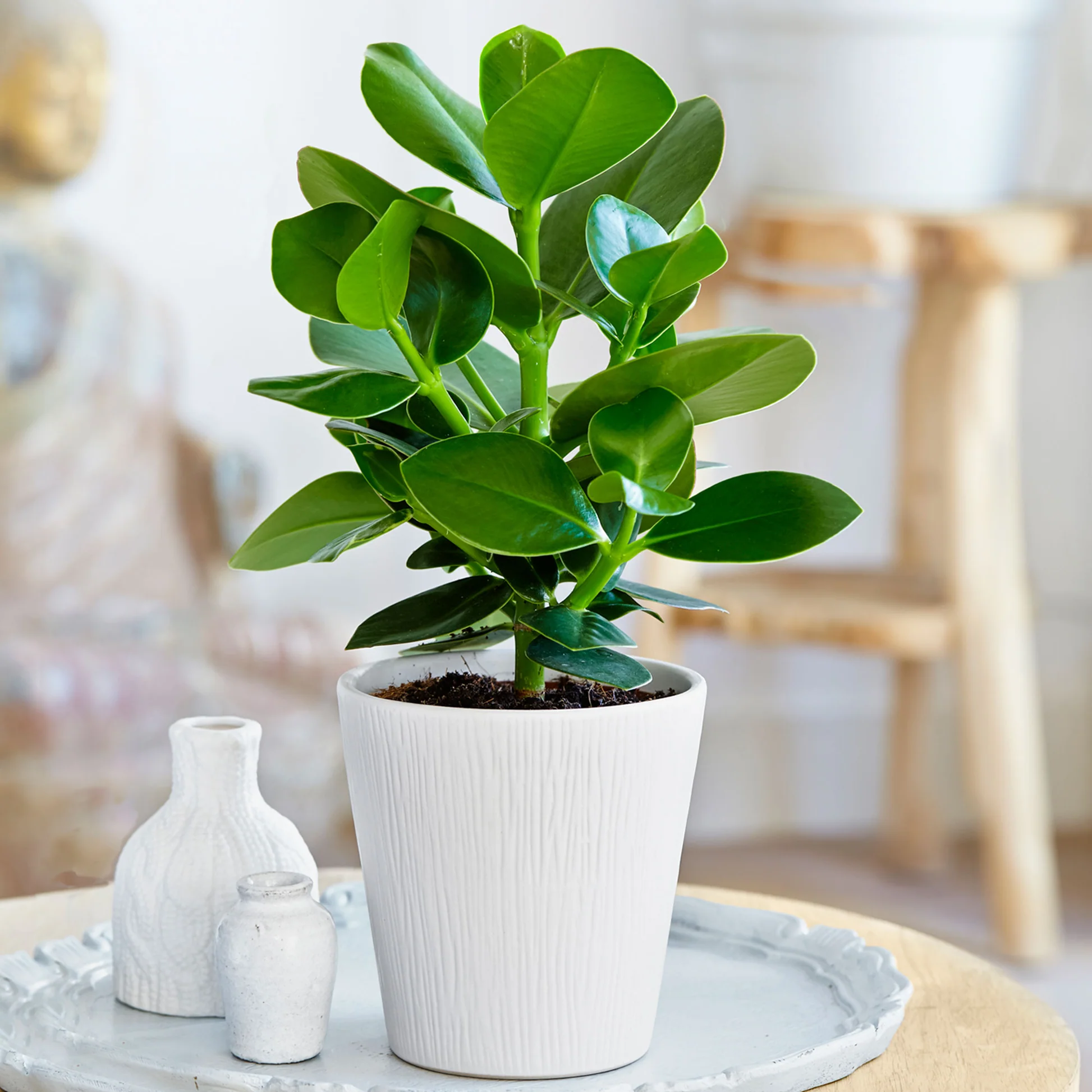 Boom Hart Verkoopwinkel -Boom Hart Verkoopwinkel 77699 00 BAKIE